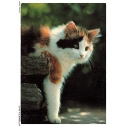 ASHP1-0073-CHAT - UN CHAT DE COULEURS NOIR-BLANC-GRIS
