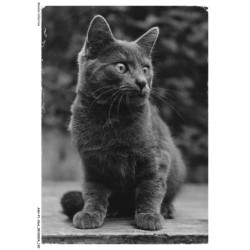 ASHP1-0061-CHAT - UN CHAT NOIR