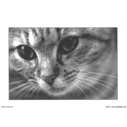 ASHP1-0079-CHAT - PORTRAIT D'UN CHAT AU YEUX NOIR
