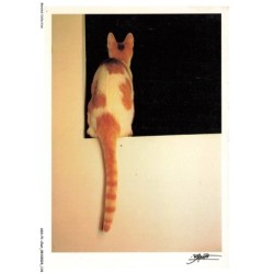 ASHP1-0060-CHAT - UN CHAT BLANC-GRIS SUR UN MUR VU DE DOS