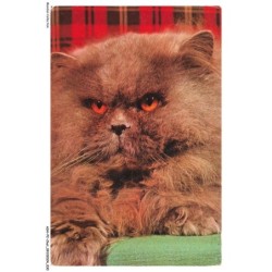 ASHP2-0097-CHAT - PERSAN FUME - UN CHAT DE COULEUR MARRON