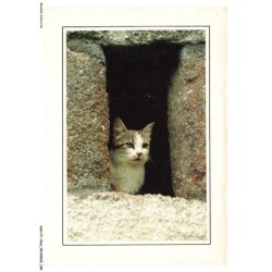 ASHP1-0080-CHAT - UN CHAT A L'ENTREE D'UN TROU