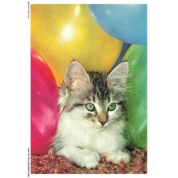 ASHP2-0106-CHAT - CHATONS AU MILIEU DES BALLON