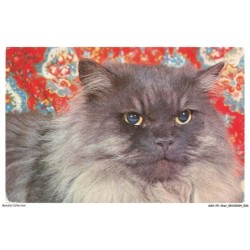 ASHP2-0095-CHAT - PERSAN BLEU - CHAT DE COULEUR NOIR