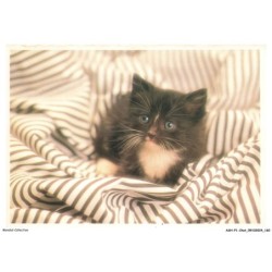 ASHP1-0081-CHAT - UN CHATON NOIR-BLANC