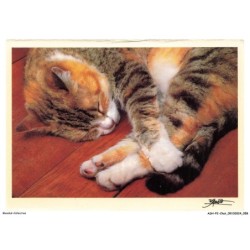 ASHP2-0111-CHAT - UN CHAT QUI DORT