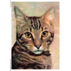 ASHP2-0090-CHAT - PORTRAIT D'UN CHAT - CHIENS ET CHATS NOS AMIS