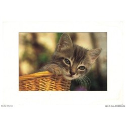 ASHP2-0105-CHAT - CHATONS DANS UN PANIER