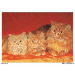 ASHP2-0087-CHAT - TROIS CHATS PERSANS
