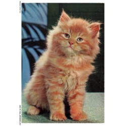 ASHP2-0088-CHAT - UN CHATON ASSIS