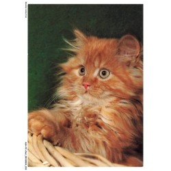 ASHP2-0091-CHAT - PERSER-ROTGESTROMT - UN CHAT DE COULEUR GRIS