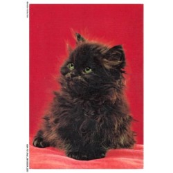 ASHP2-0092-CHAT - UN CHATON NOIR AU YEUX VERT