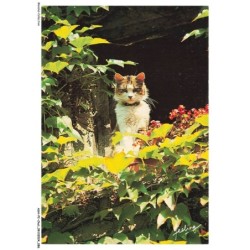 ASHP2-0125-CHAT - CHAT PERCHE SUR UN ARBRE