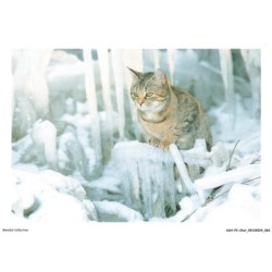ASHP2-0113-CHAT - UN CHAT SUR LA NEIGE TRANSFORMEE EN GLACE