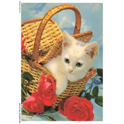 ASHP2-0103-CHAT - BONNE FETE - CHATON BLANC DANS UN PANIER AVEC DES FLEURS ROUGE