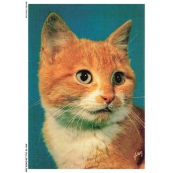 ASHP2-0086-CHAT - UN CHAT GRIS-BLANC - CHIENS ET CHATS NOS AMIS