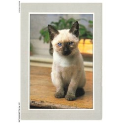 ASHP2-0096-CHAT - UN CHAT DE COULEURS NOIR-BLANC AU YEUX BLEU ASSIS