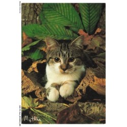 ASHP2-0127-CHAT - CHATON DANS UN BUISSON