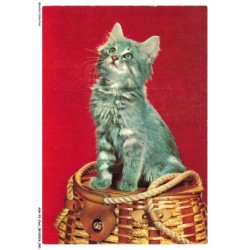 ASHP2-0102-CHAT - CHATON SUR UN PANIER