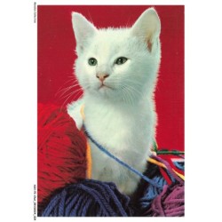 ASHP2-0094-CHAT - UN CHAT BLANC AVEC DES FIL DE LAINE