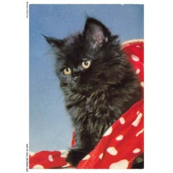 ASHP2-0093-CHAT - UN CHAT NOIR AVEC UNE COUVERTURE ROUGE-BLANC