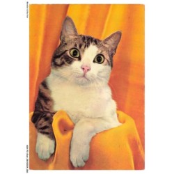 ASHP2-0115-CHAT - CHATON ET TISSU JAUNE