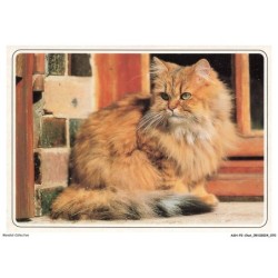 ASHP2-0117-CHAT - UN CHAT GRIS ASSIS PRES D'UN MUR
