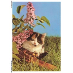 ASHP2-0110-CHAT - UN CHAT DANS LES HERBES PRES D'UNE PLANTE AVEC DES FLEURS