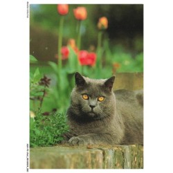 ASHP2-0112-CHAT - UN CHAT NOIR AU YEUX JAUNE SUR UN MUR