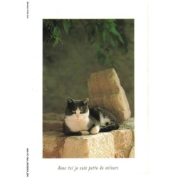 ASHP2-0109-CHAT - AVEC TOI JE SUIS PATTE DE VELOURS - UN CHAT SUR UN ROCHER
