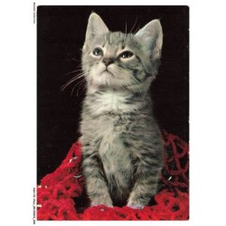 ASHP2-0104-CHAT - CHATONS ET FIL DE LAINE ROUGE