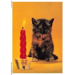 ASHP2-0123-CHAT - CHATON NOIR EN FACE D'UNE BOUGIE
