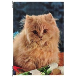 ASHP3-0138-CHAT - CHAT PERSAN DE COULEUR GRIS