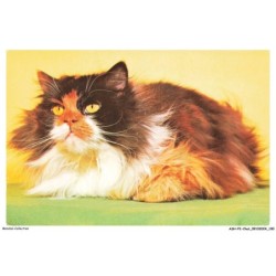 ASHP2-0132-CHAT - CHAT PERSAN TRICOLORE