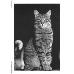 ASHP2-0129-CHAT - SOLANGE BRIHAT - CHAT EN MAJESTE