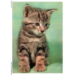 ASHP2-0121-CHAT - CHATON ASSIS - CHIENS ET CHATS NOS AMIS