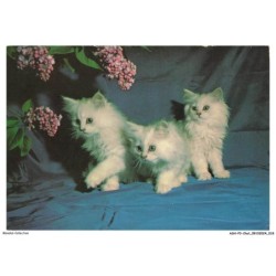 ASHP3-0147-CHAT - TROIS CHATONS BLANC ET FLEURS