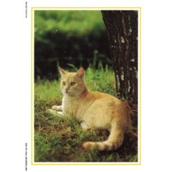 ASHP2-0130-CHAT - CHAT DANS UN BUISSON - SERIE CHATS