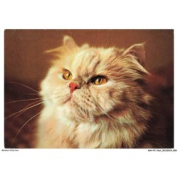 ASHP2-0131-CHAT - PORTRAIT DE CHAT PERSAN DE COULEUR GRIS