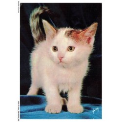 ASHP2-0108-CHAT - UN CHATON AU MULTIPLE COULEURS - CHIENS ET CHATS NOS AMIS