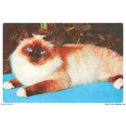ASHP2-0135-CHAT - SACRE DE BIRMANIE - UN CHAT AVEC DES YEUX BLEU