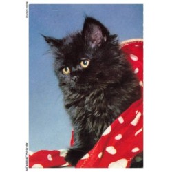 ASHP3-0173-CHAT - UN CHATON NOIR AVEC UNE COUVERTURE ROUGE-BLANC
