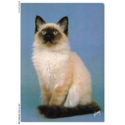 ASHP2-0124-CHAT - UN CHAT BLANC-NOIR ASSIS - CHATS ET CHIENS NOS AMIS