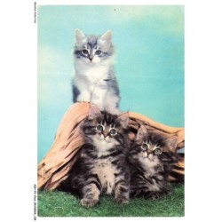 ASHP2-0134-CHAT - TROIS CHATONS MULTICOLORES - L'UN AU DESSUS DES DEUX AUTRES