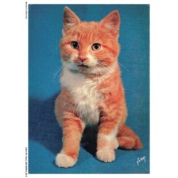 ASHP3-0144-CHAT - CHATON GRIS ASSIS - CHIENS ET CHATS NOS AMIS