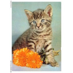 ASHP3-0146-CHAT - CHATON AVEC FLEURS - CHIENS ET CHATS NOS AMIS