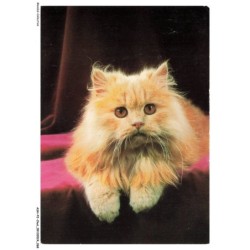 ASHP2-0116-CHAT - PORTRAIT D'UN CHATON
