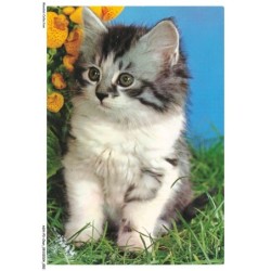 ASHP3-0164-CHAT - CHATON DANS UN BUISSON