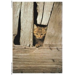 ASHP3-0149-CHAT - UN CHAT PRES D'UN TROU SUR DU BOIS