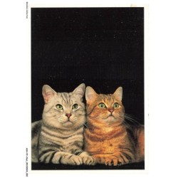 ASHP2-0128-CHAT - LES DEUX TIGRES - DEUX CHATS PRES L'UN DE L'AUTRE DANS LA NUIT